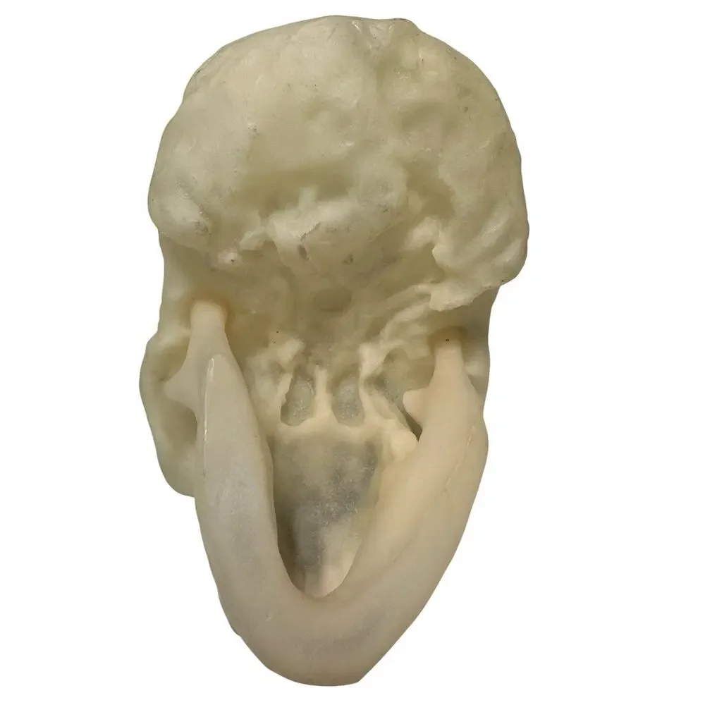 Vintage Plastic Halloween Skull Blow Mold Spooky Scary Decor Halloween Prop